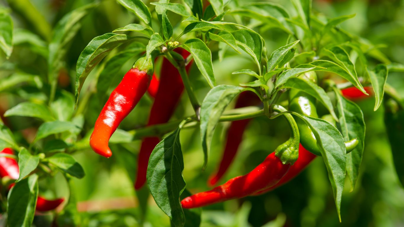 Cayenne – The Ultimate Healing Spice! Anna's Musings